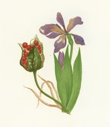 Stinkende Schwertlilie, Iris Foetidissima